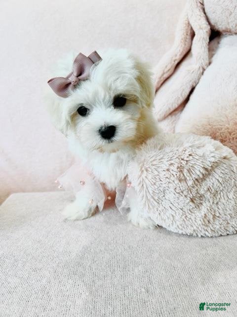 Maltese dogs Maltese Puppy 2 - Ad 14