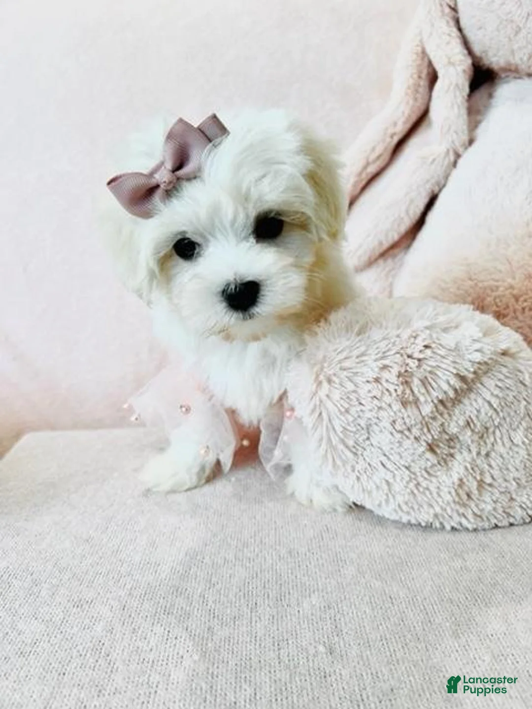 Maltese dogs for sale: Maltese Puppy 2 - Ad 1