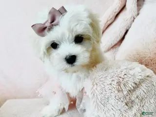 Maltese dogs Maltese Puppy 2 - Ad 14