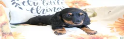Miniature Dachshund dogs for sale: Daisy - Ad 10