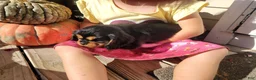 Cavalier King Charles Spaniel dogs for sale: Isaac - Ad 3