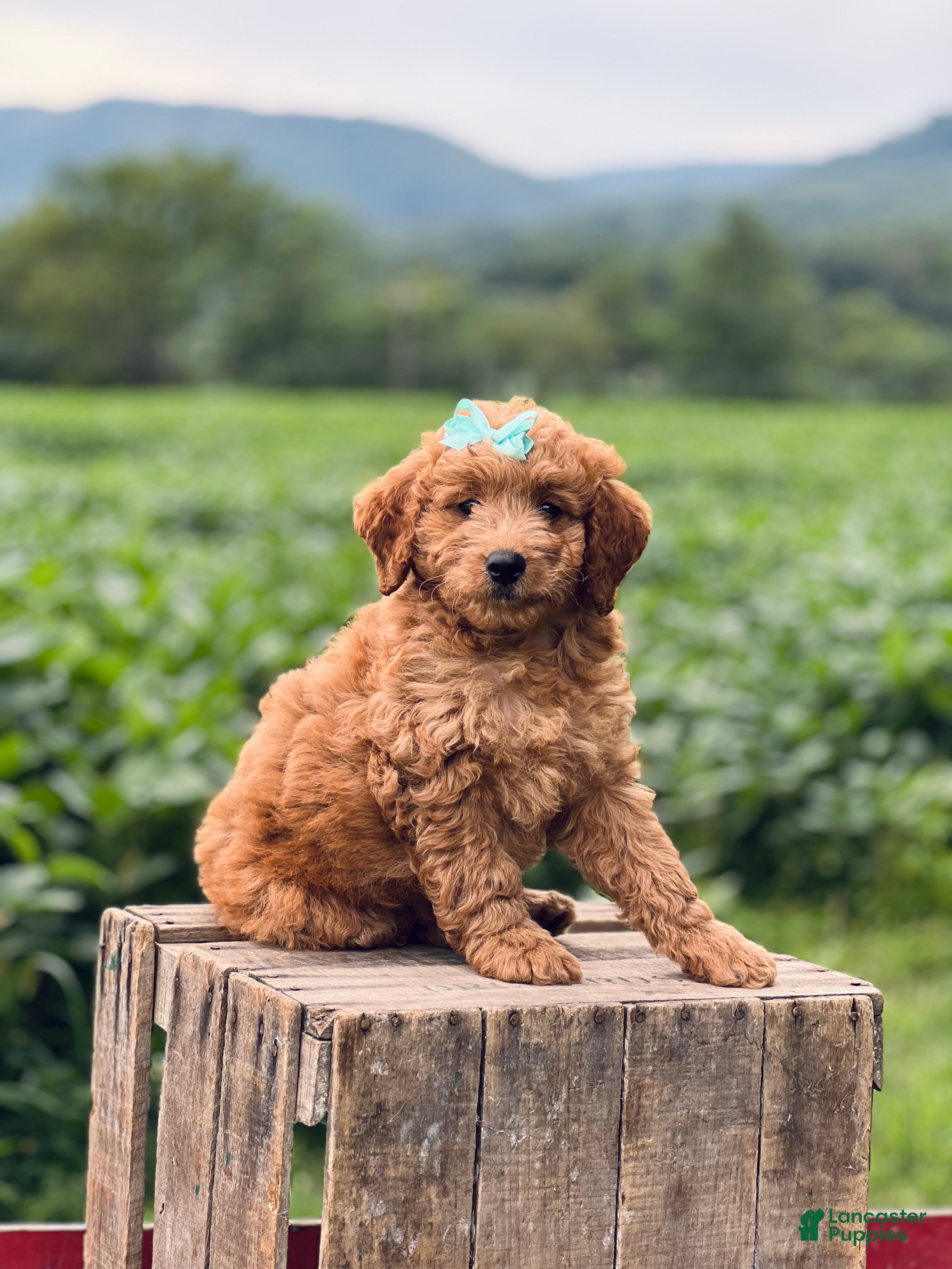 Mini Goldendoodle dogs Susie  - Ad 2