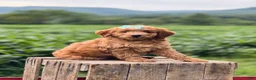 Mini Goldendoodle dogs for sale: Susie  - Ad 2