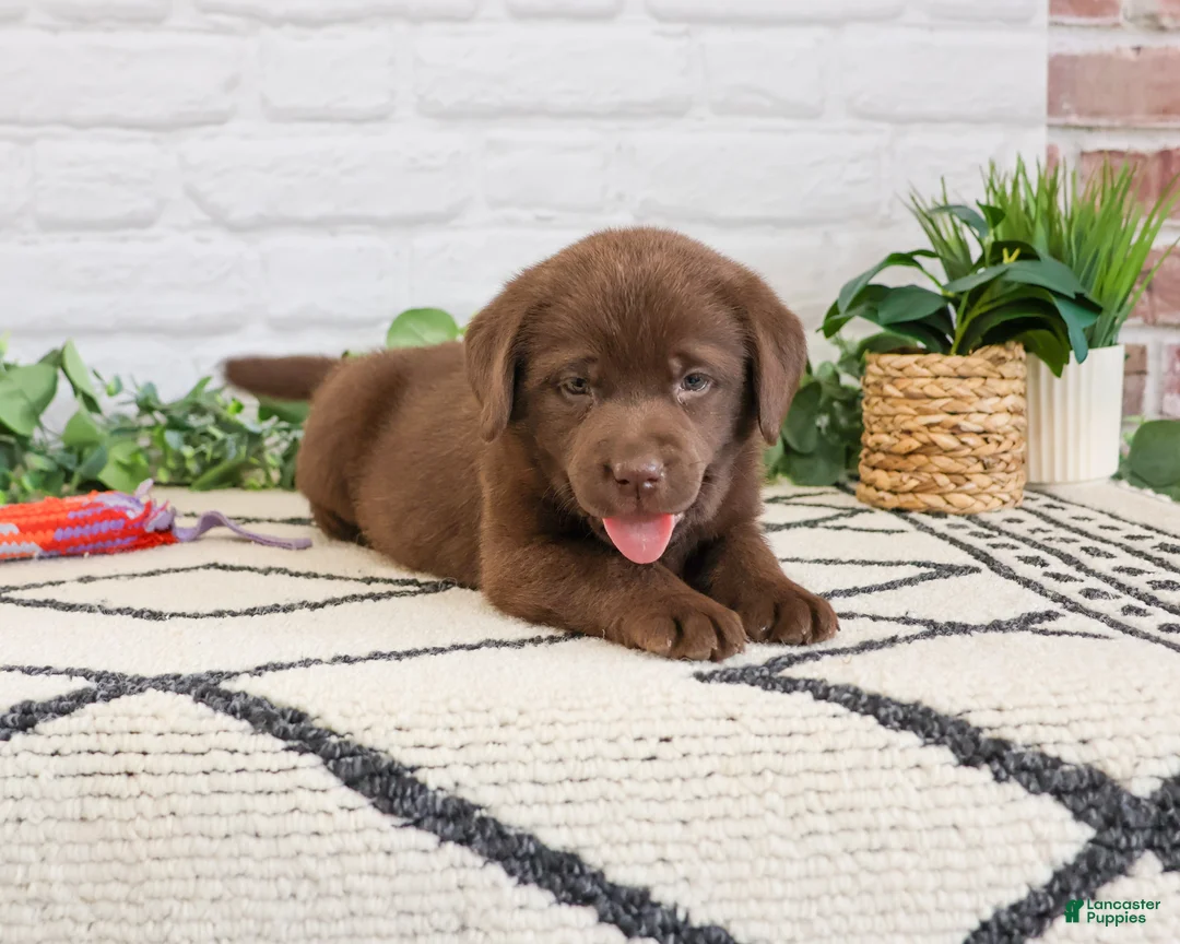 Labrador Retriever dogs for sale: Skye  - Ad 2