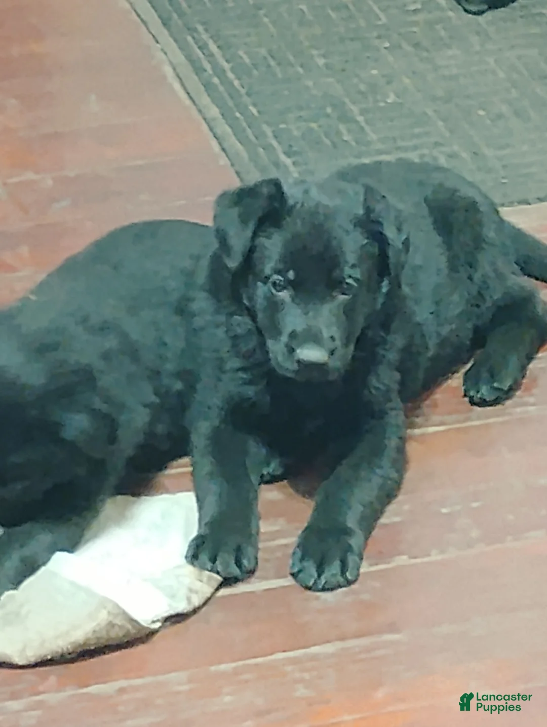 German Shepherd dogs for sale: German Shepherd Puppy 3 - Ad 3