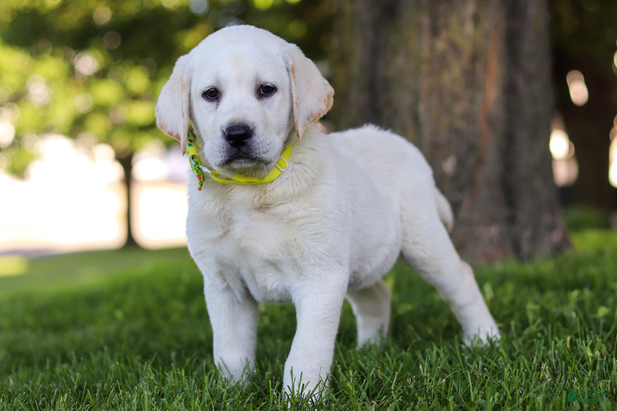 Labrador Retriever dogs for sale: Bobby - Ad 5