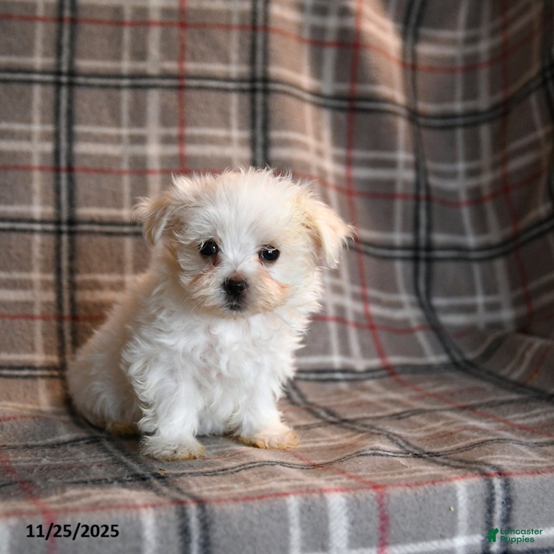 Maltese dogs for sale: Snowball - Ad 2
