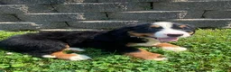 Bernese Mountain Dog dogs for sale: Daisy - Ad 10