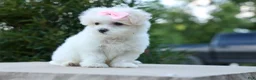Maltese dogs for sale: OLENNA - Ad 10
