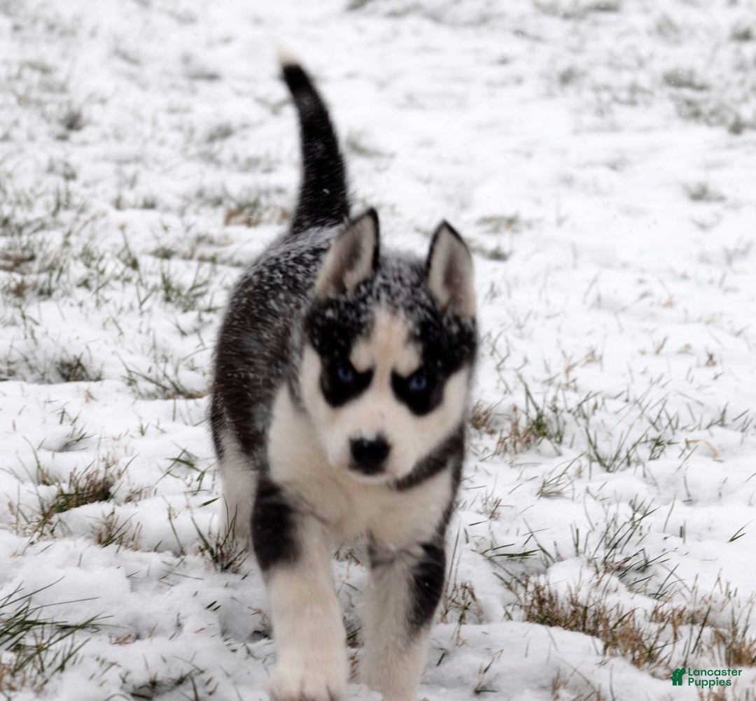 Siberian Husky dogs for sale: Comet - Ad 6