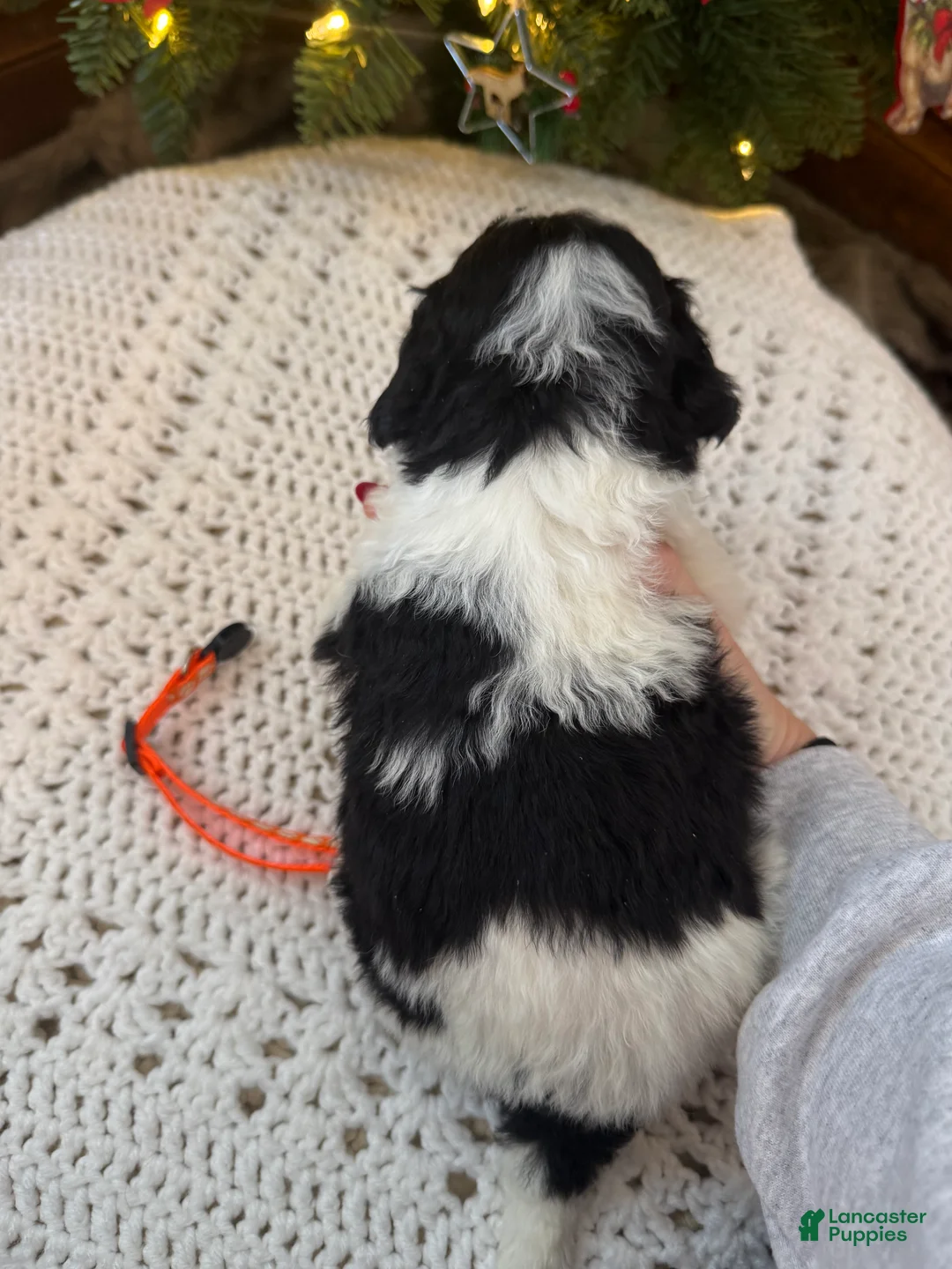 Mini Bernedoodle dogs for sale: Finnigan - Ad 12