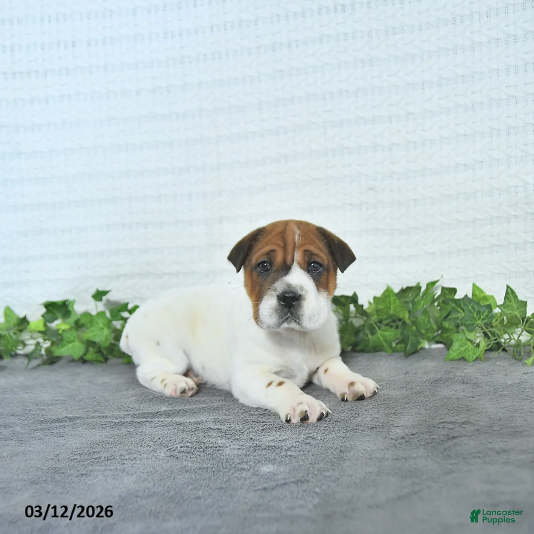 Mini Hippo dogs for sale: Cindy - Ad 3