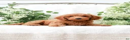 Mini Goldendoodle dogs for sale: Levi - Ad 5