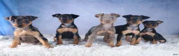 Miniature Pinscher dogs for sale: ANGEL - Ad 16