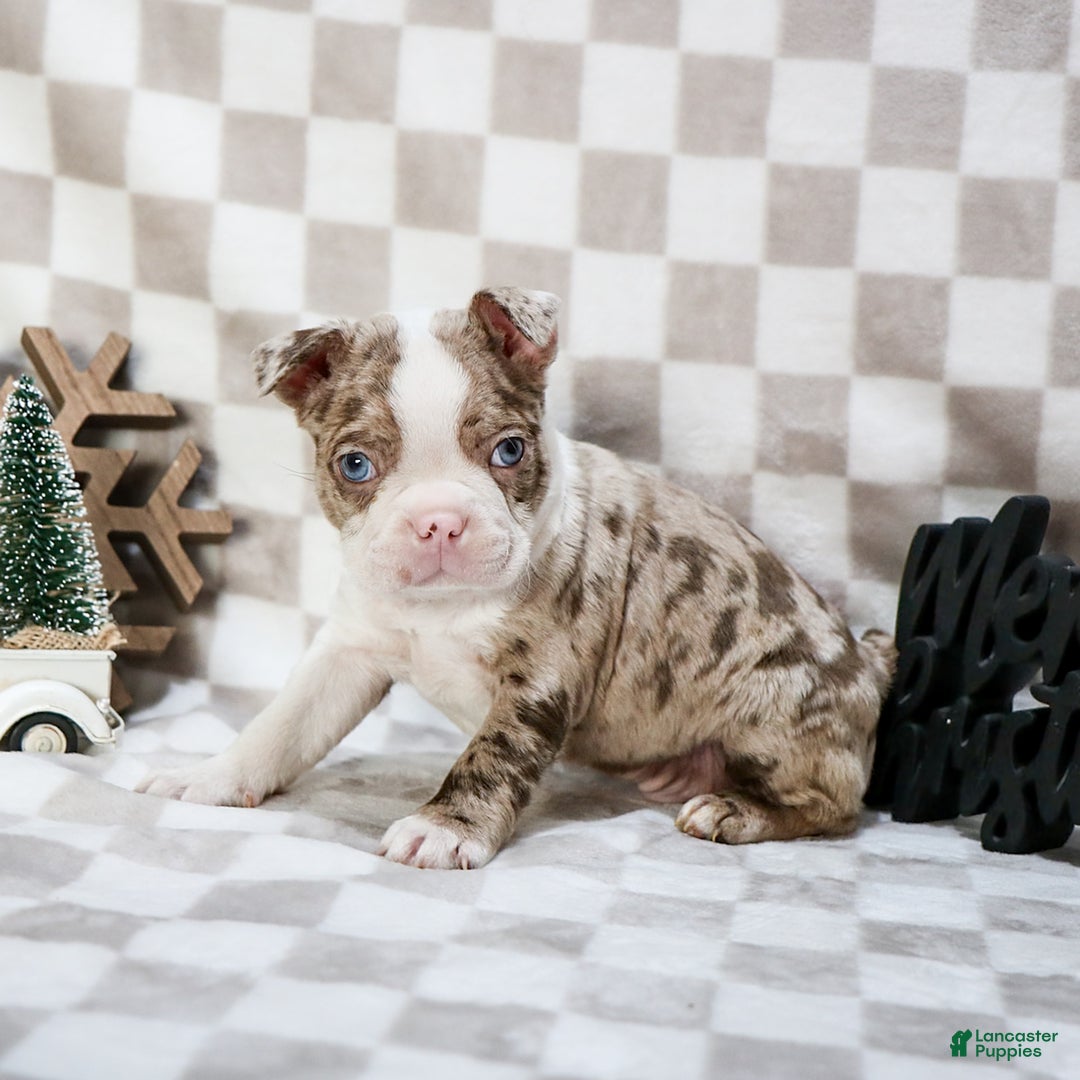 Gallery Image {{count}}