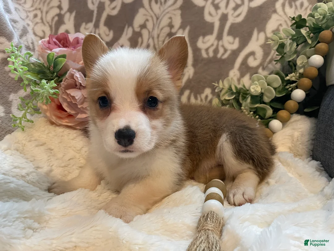 Welsh Corgi Pembroke dogs for sale: Scout - Ad 2