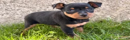 Miniature Pinscher dogs for sale: Indian  - Ad 6