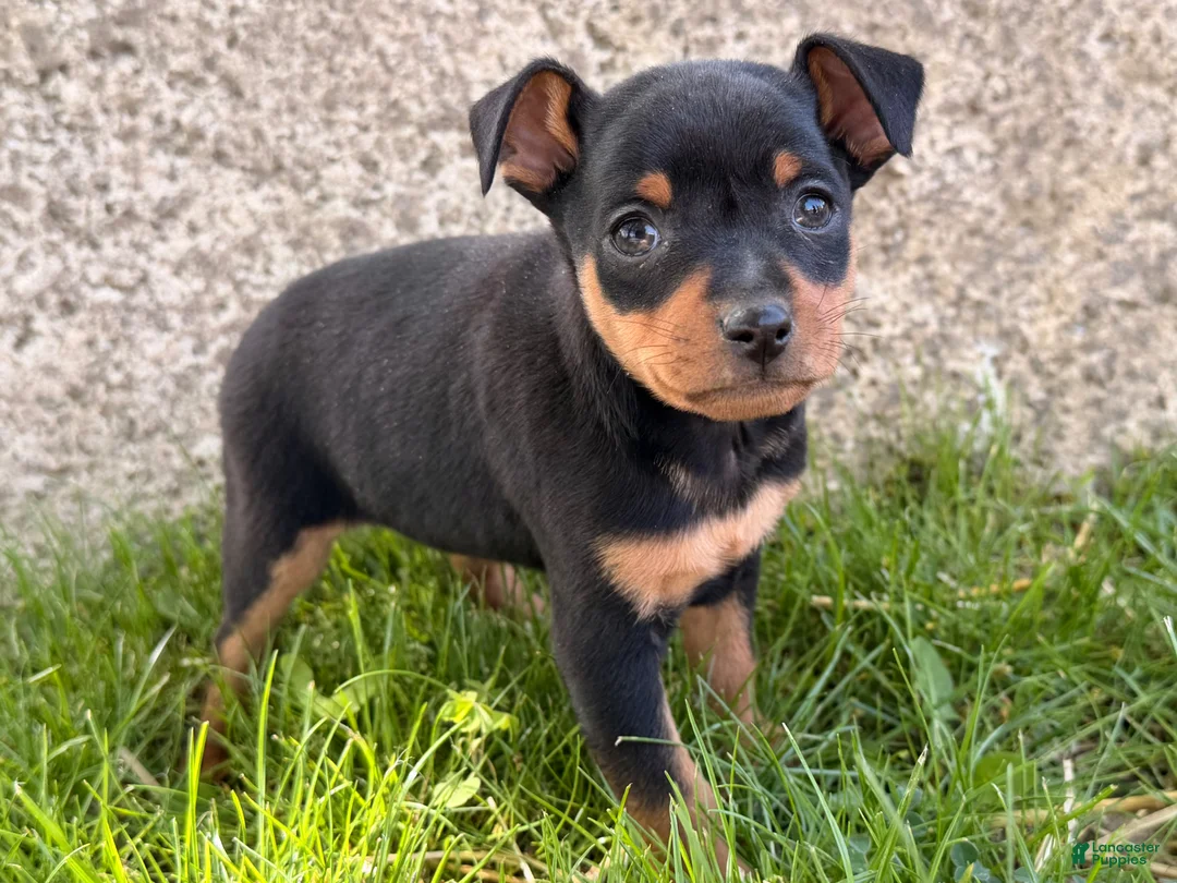 Miniature Pinscher dogs for sale: Indian  - Ad 6