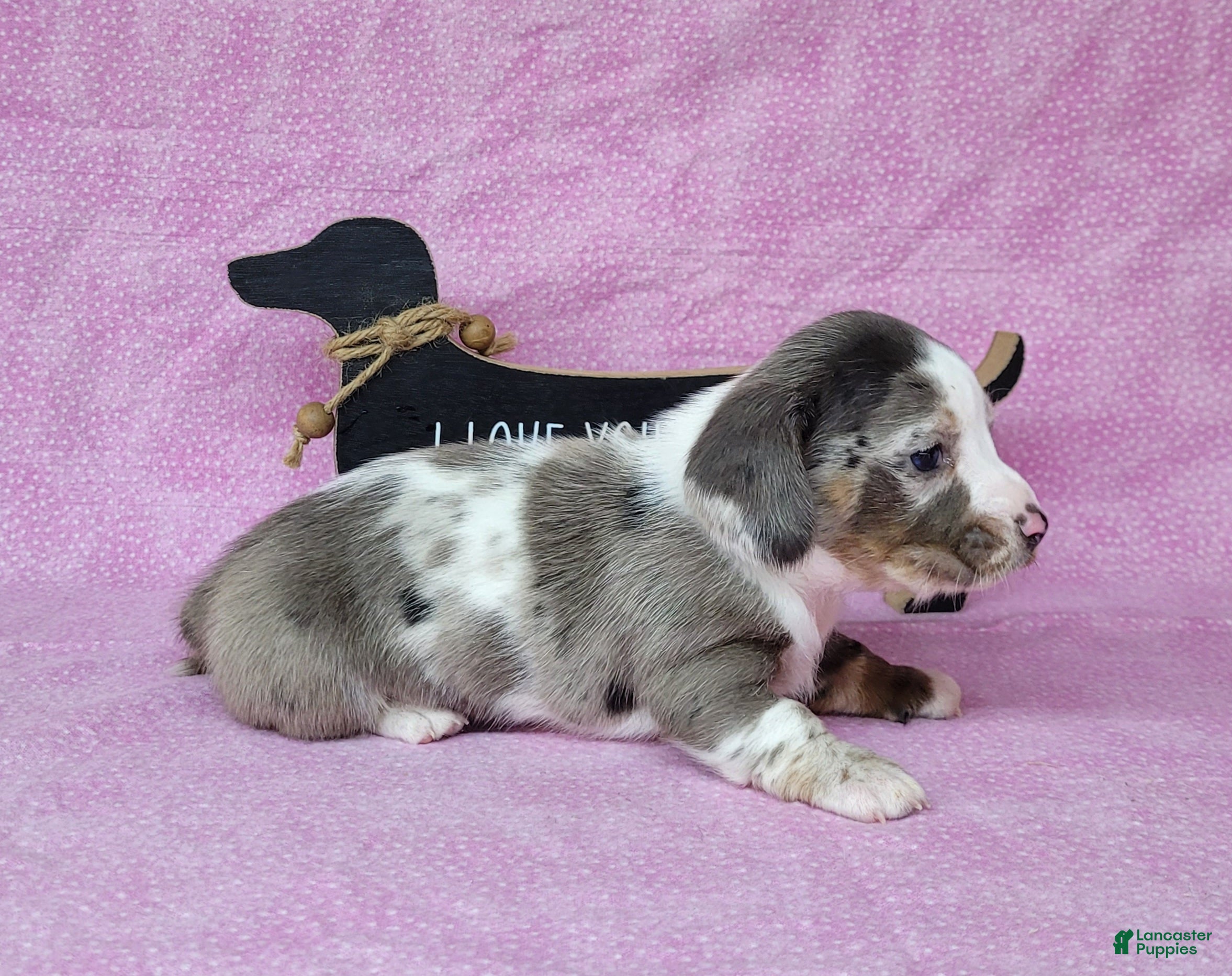 Miniature Dachshund dogs Cissy AKC Dapple piebald - Ad 1
