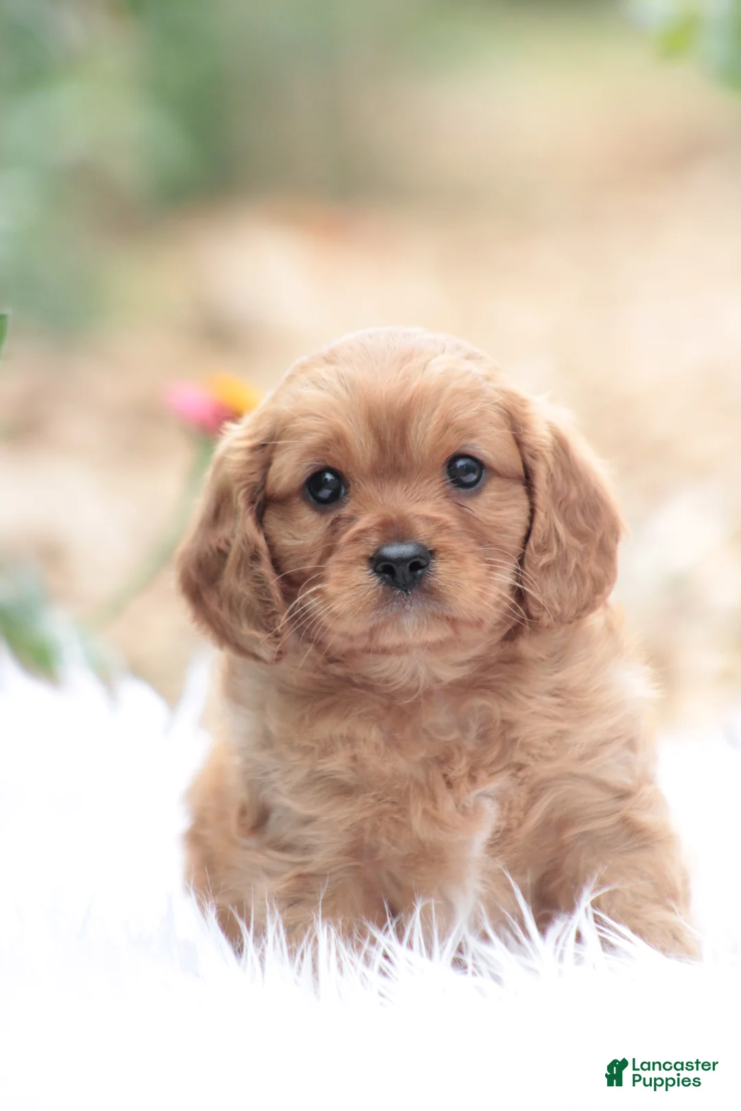 Cavapoo dogs for sale: Tom - Ad 7