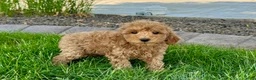 Cockapoo dogs for stud: Cockapoo 4 puppies - Ad 6