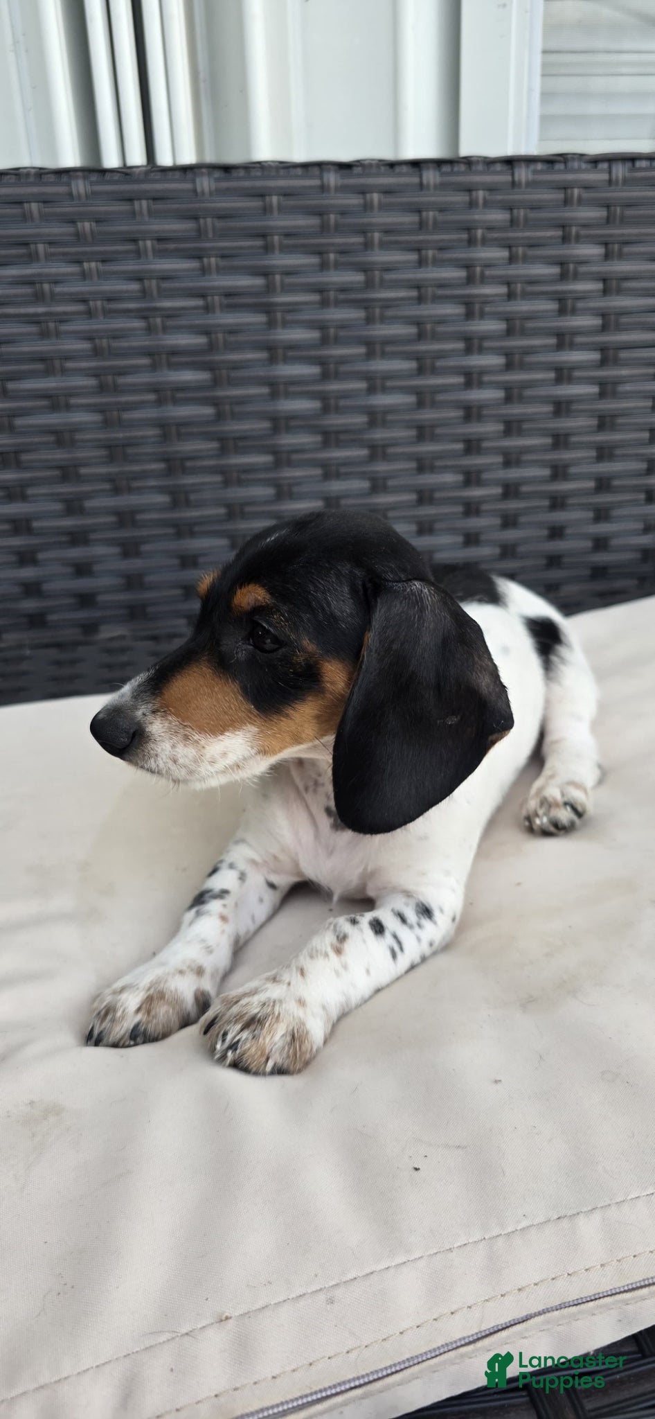 Dachshund dogs Dachshund Puppy 1 - Ad 3