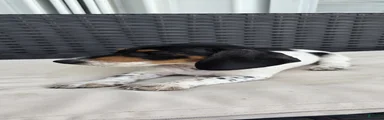 Dachshund Puppy 1