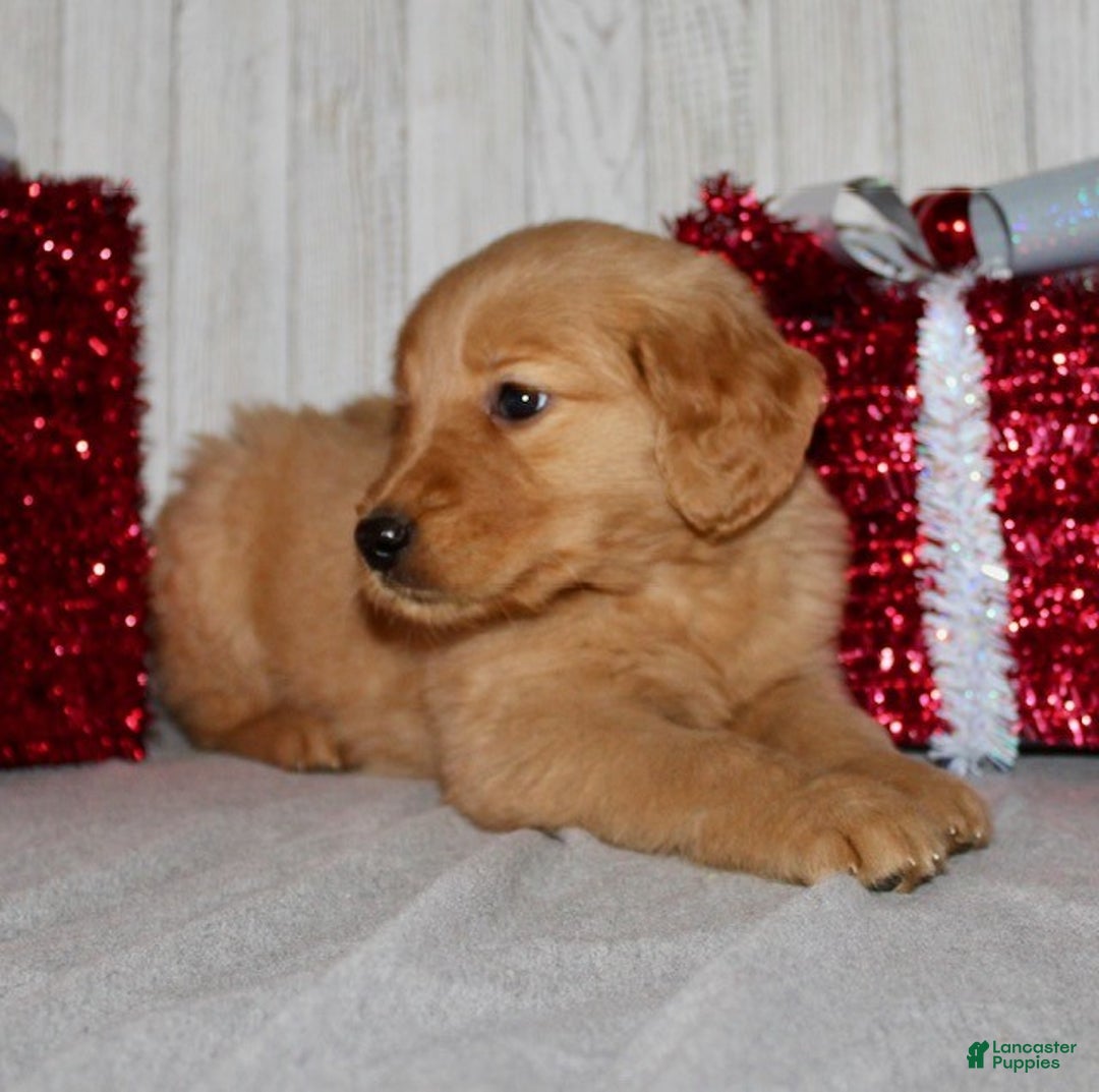 Golden Retriever dogs for sale: Pippa - Ad 9