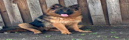 German Shepherd dogs for sale: German Shepherd 1 - Ad 4
