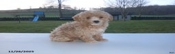 Yorkiepoo dogs for sale: Amber - Ad 5