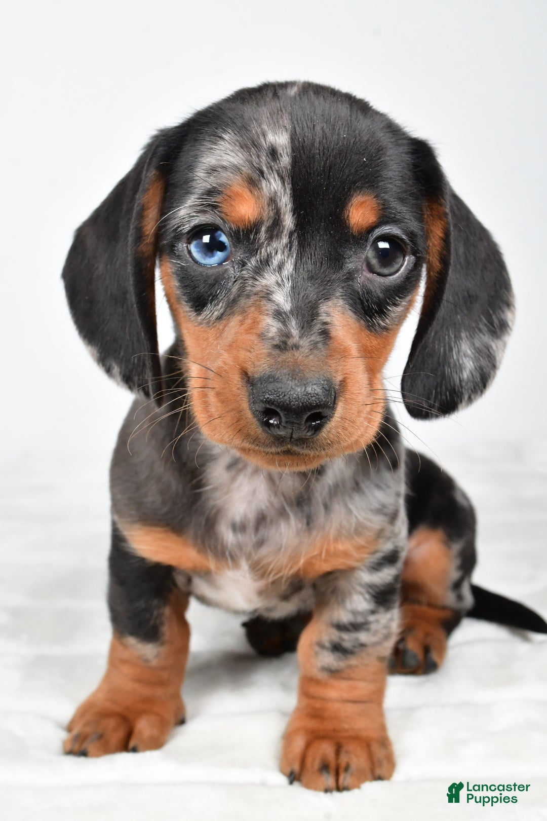Miniature Dachshund dogs for sale: Sammy - Ad 9