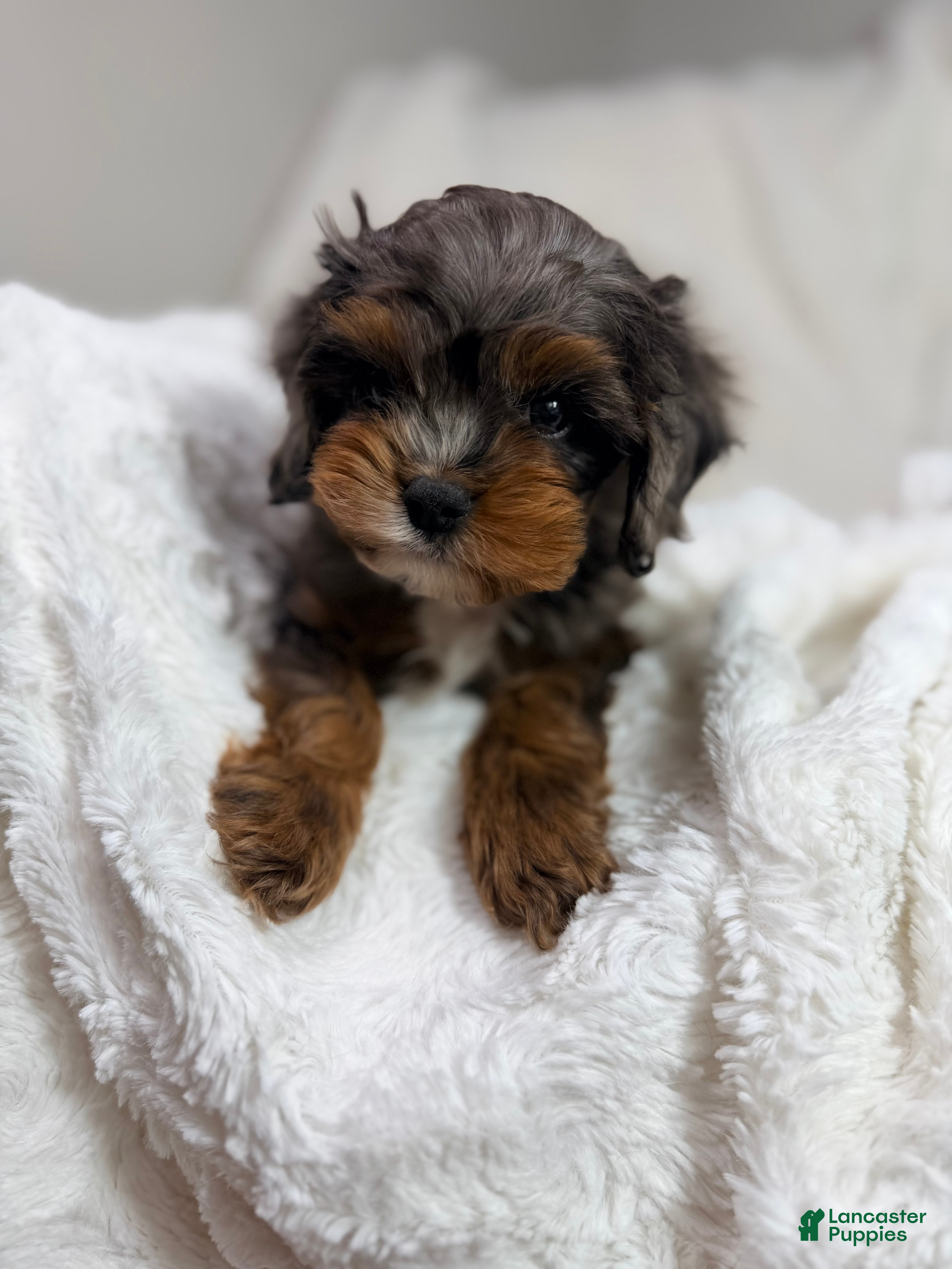 Cavapoo dogs Peanut 🥜  - Ad 1