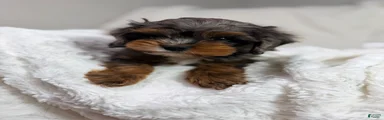 Peanut 🥜 