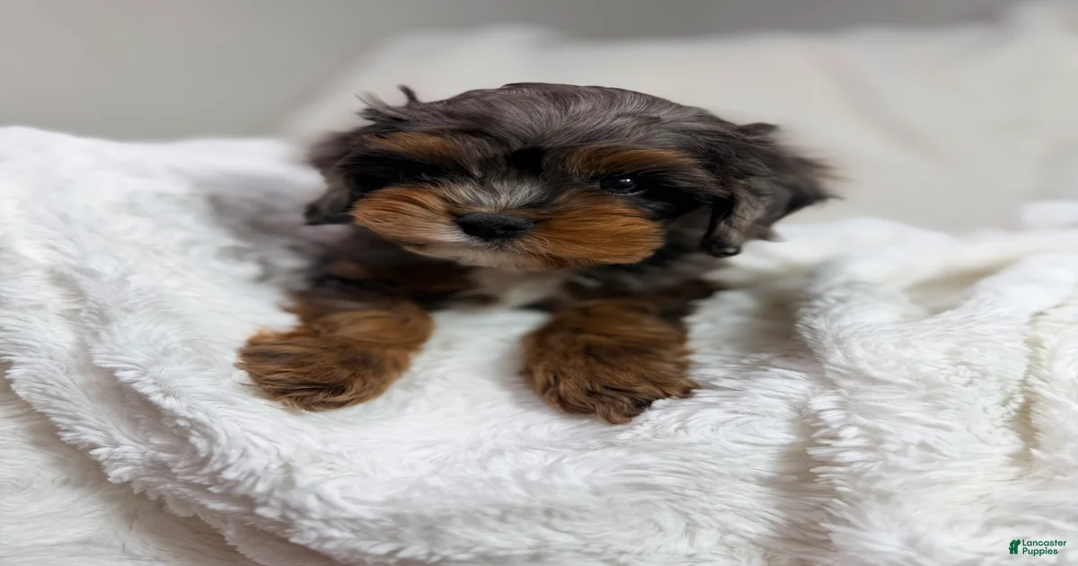 Cavapoo Puppies for sale in Bowling Green, Kentucky | Lancaster Puppies