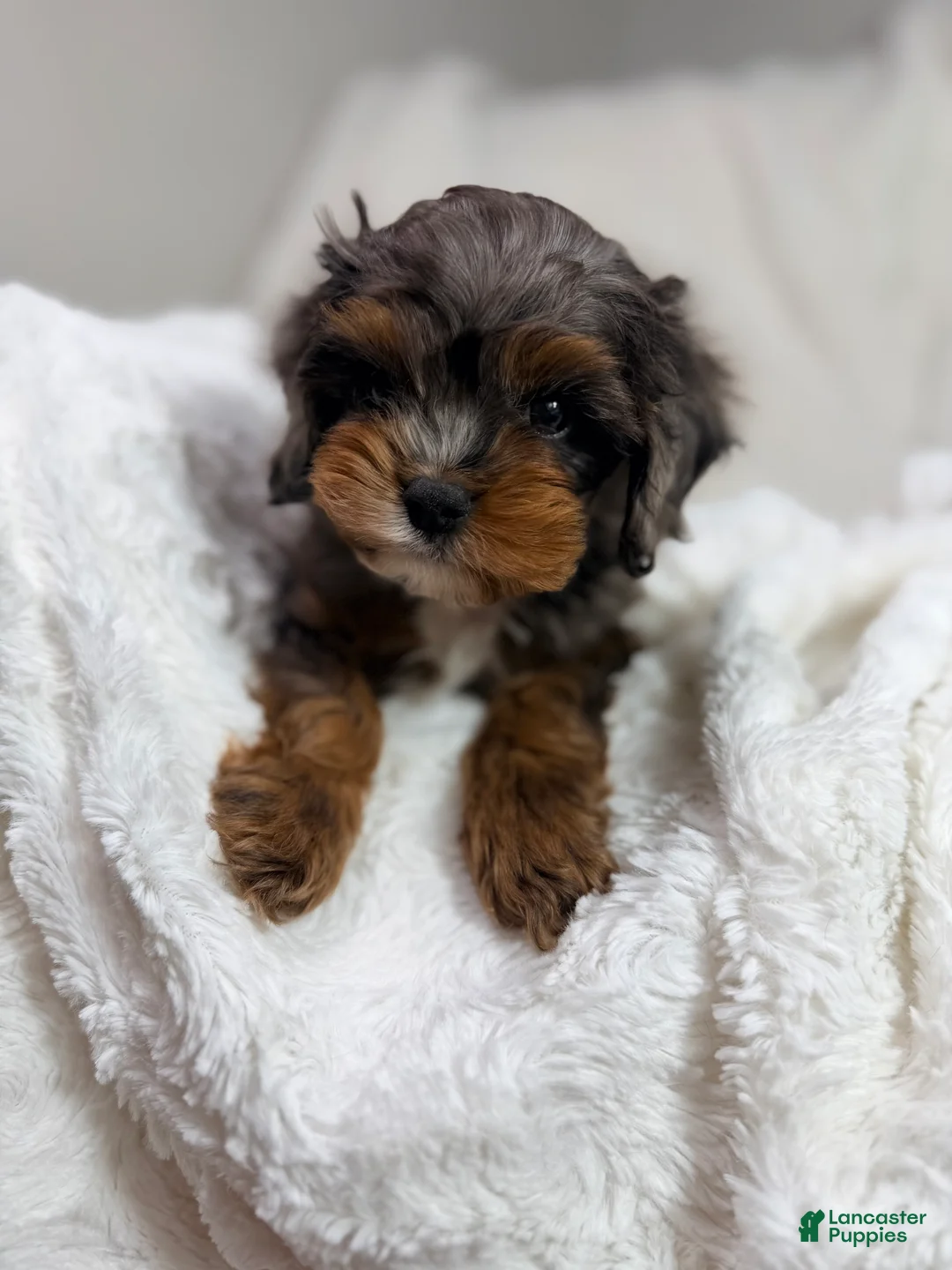 Cavapoo dogs for sale: Peanut 🥜  - Ad 1