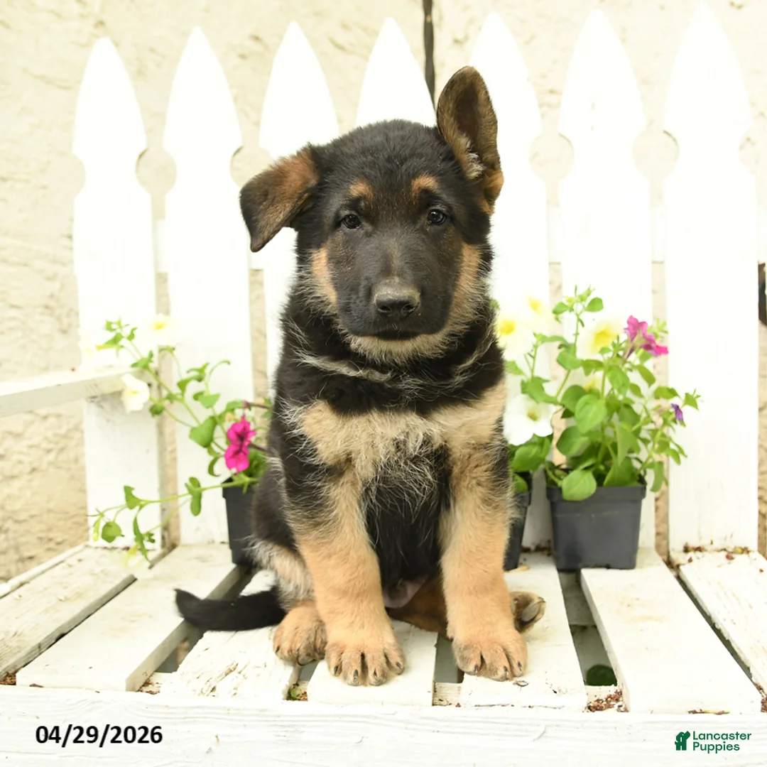 German Shepherd dogs for sale: Hans  - Ad 1