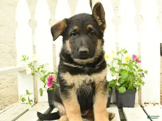 German Shepherd dogs for sale: Hans - Ad 4