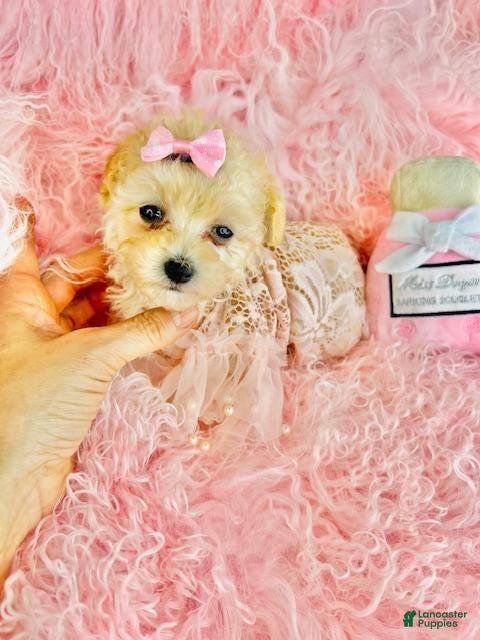 Toy Poodle dogs Toy Poodle Puppy 1 - Ad 20