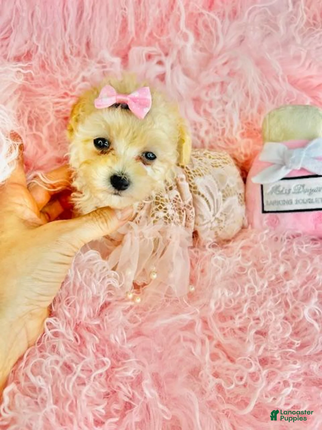 Toy Poodle dogs for sale: Toy Poodle Puppy 1 - Ad 1