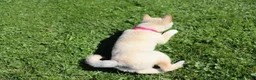 Shiba Inu dogs for sale: Twinkle  - Ad 3