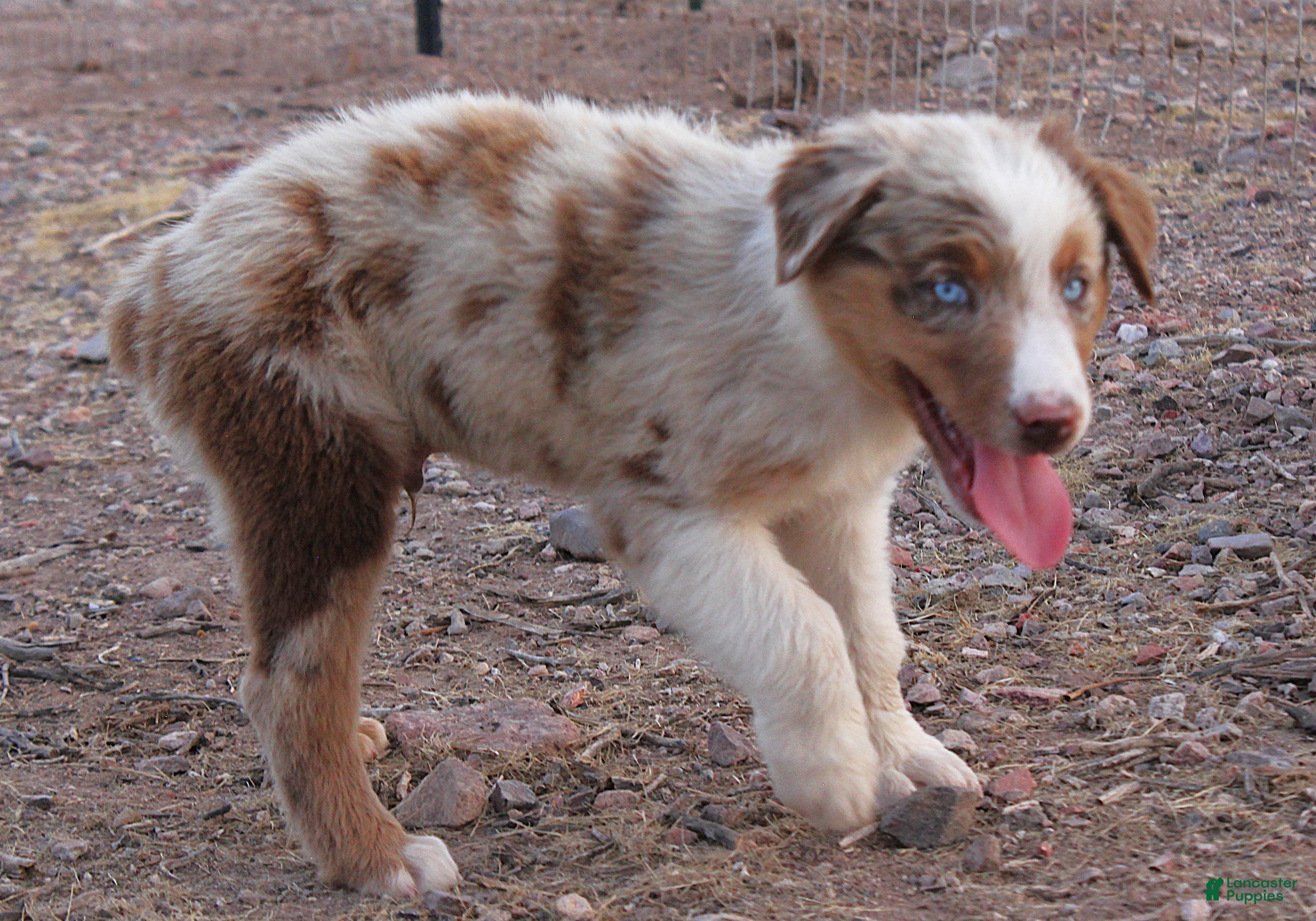 Australian Shepherd dogs Red merle male with blue eyes - Ad 2