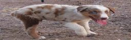 Australian Shepherd dogs for sale: Red merle male with blue eyes - Ad 2