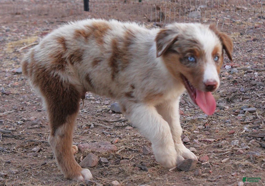 Australian Shepherd dogs for sale: Red merle male with blue eyes - Ad 2