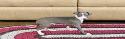 Italian Greyhound dogs for sale: Mj - Ad 5