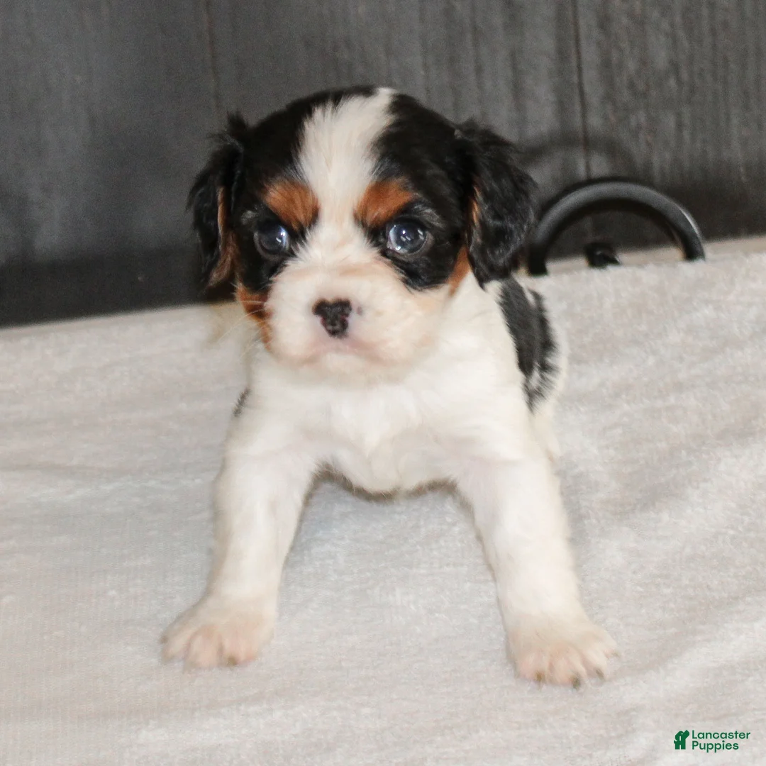Cavalier King Charles Spaniel dogs for sale: Congo - Ad 7