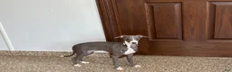 Italian Greyhound dogs for sale: Dannie - Ad 6