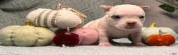 American Bully dogs for sale: American Bully 5 - Ad 10
