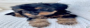 Yorkshire Terrier 2