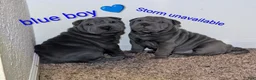 Shar Pei dogs for sale: Baby Blue Boy 1 - Ad 5