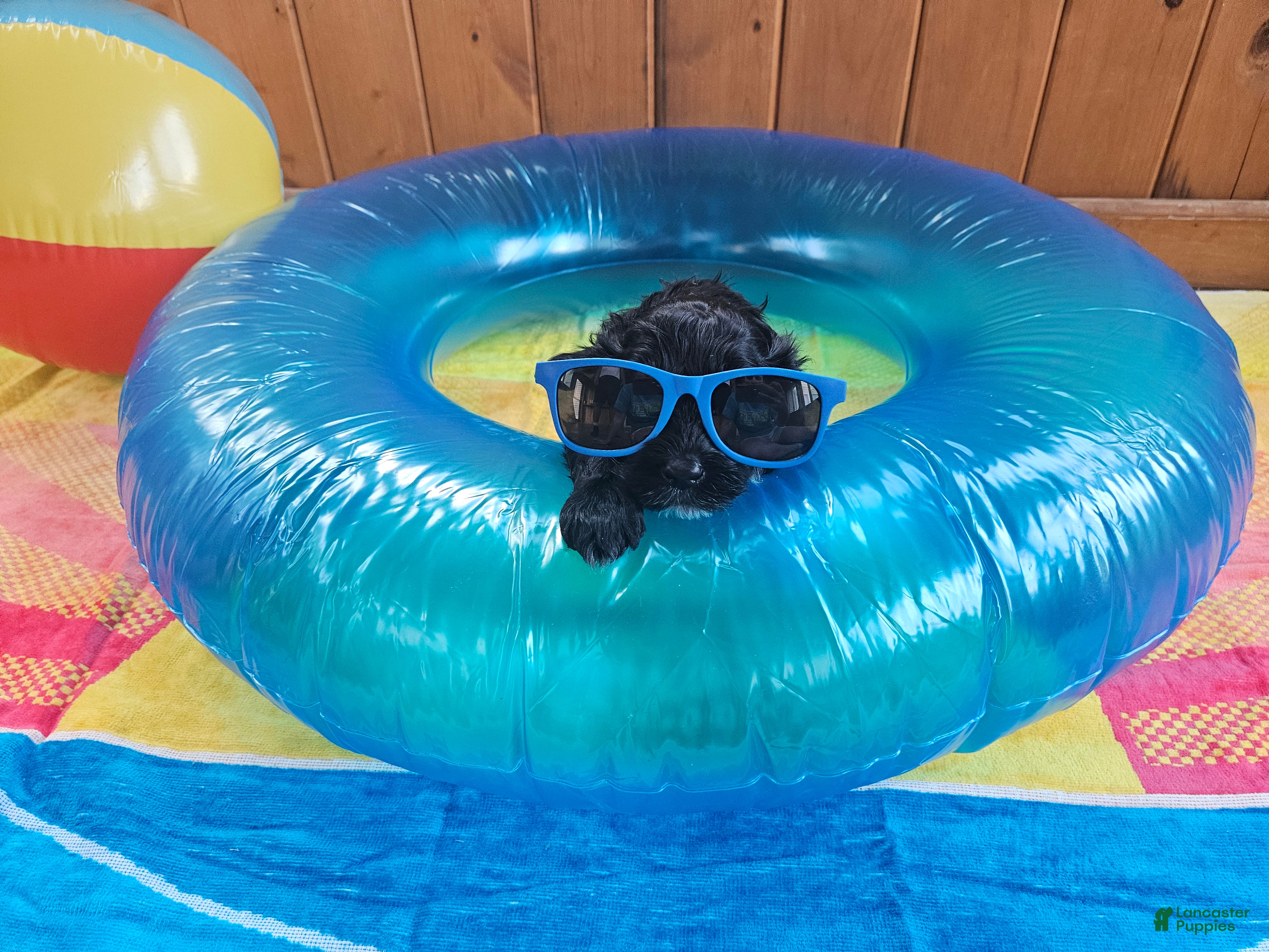 Portuguese Water Dog dogs Galaxy - Ad 24